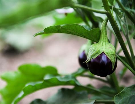 Brinjal Plant Care: Easy to Grow Tasty Vegetable Plant - Gardening Tips ...