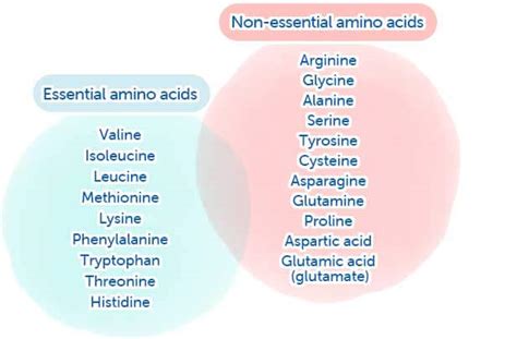 The Functions of Amino Acids | The Power of Amino Acids | Amino Acids ...