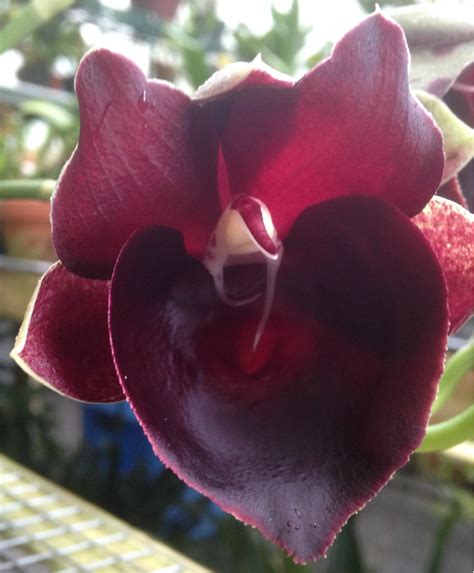 Willowbrook Orchids — Catasetum hybrid