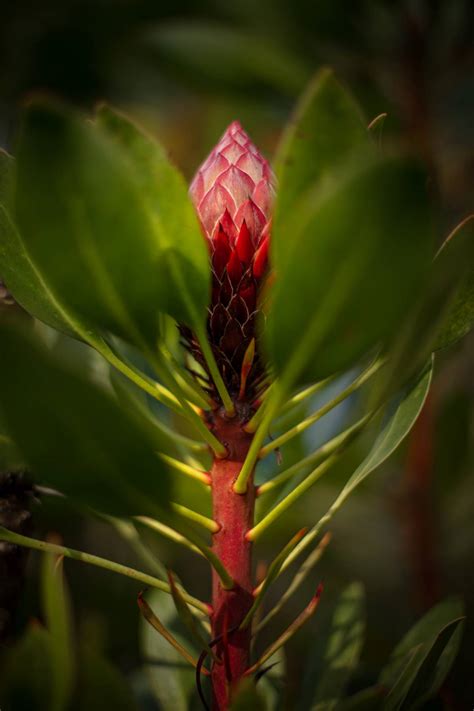 10 Best Botanical Gardens in Hawaii You Have to See to Believe » Savoteur