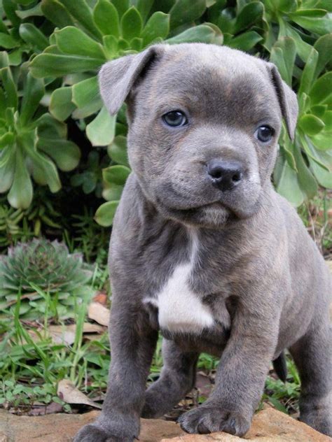 39+ Staffordshire Bull Terrier Kennel Club Puppies For Sale Image ...