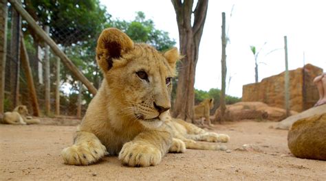 Lion Park, Johannesburg | Expedia.se