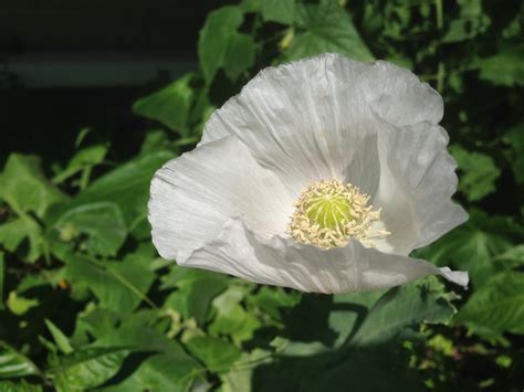 Persian White poppy | World Seed Supply