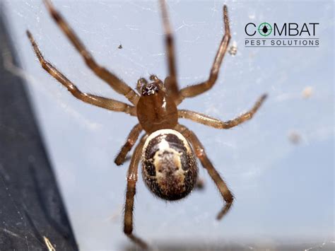 False Black Widow Spider Bite Symptoms : Two People In Hospital After ...