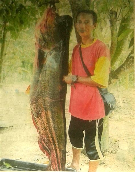 A 78.00kg monster tapah (wallago leeri) on lure in Pahang river ...