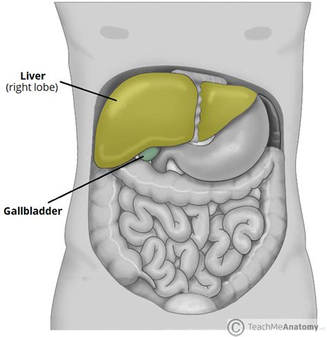 Gallbladder Pain Location Diagram