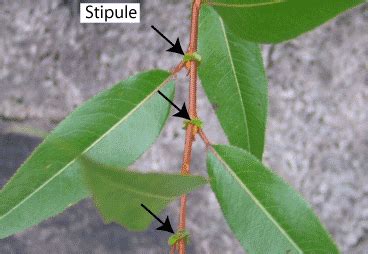 stipule | Plant leaves, Plants, Leaves