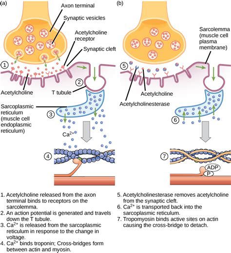 Muscle Contraction and Locomotion | OpenStax Biology 2e