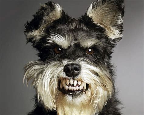 Funny Dogs, angry dog HD wallpaper | Pxfuel