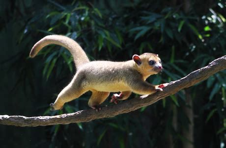 Kinkajou Facts For Kids | Kids Matttroy