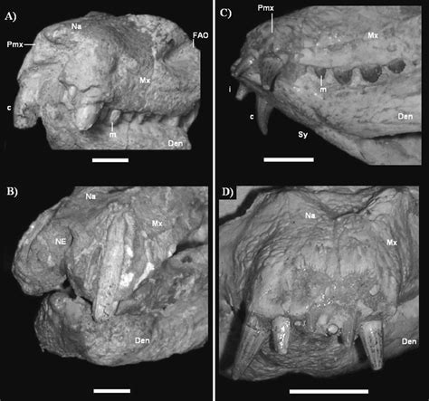 Cranial material of studied specimens, showing the rostrum and its ...