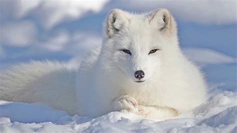 Arctic Fox - A-Z Animals