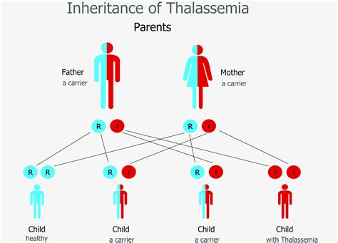 Thalassemia Diagram