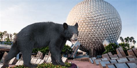 Bear Relocated After Encounter With Walt Disney World Guest - Inside ...