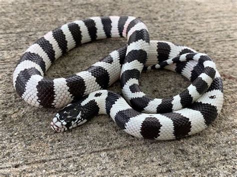 High White California King Snake for sale | Snakes at Sunset