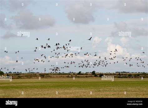 Birds take off Stock Photo - Alamy