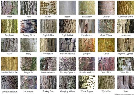 Tree Bark Identification Guide