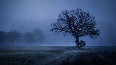 Field Fog Trees Blue Weather Cold 4k weather wallpapers, trees ...