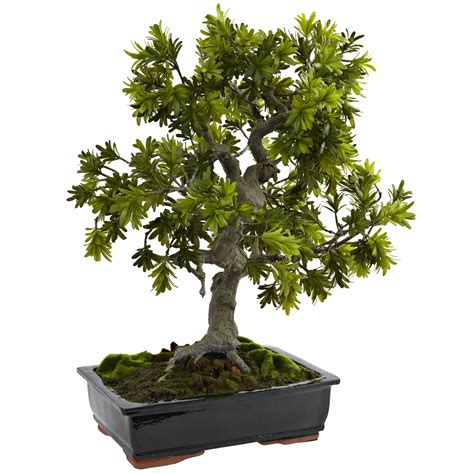 Nearly Natural Giant Podocarpus Bonsai in Planter 810709025552 | eBay