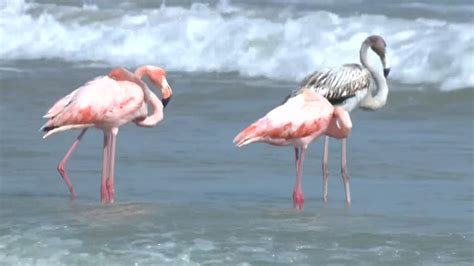 Rare pink flamingo sighting on Lake Michigan in Wisconsin draws large ...