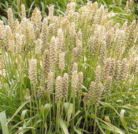 Plantain Psyllium Plantago psyllium Organic 100 Seeds | Etsy