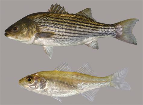 Striped Bass – Discover Fishes