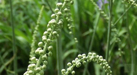 Buy Wholesale Black cohosh | Monterey Bay Herb Co