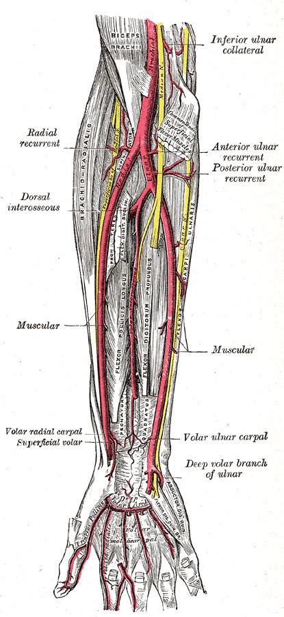 Ulnar Artery – howMed