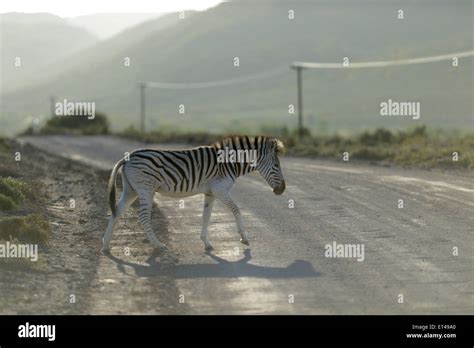 A photo of a zebra in its natural habitat Stock Photo - Alamy