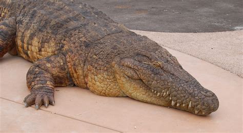 Saltwater Crocodile Habitat