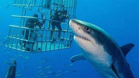 Shark shocker: 20-foot great white 'Deep Blue' caught on camera | Fox News