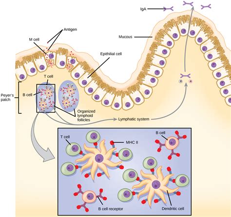 Mucosal Surfaces and Immune Tolerance | Biology for Majors II