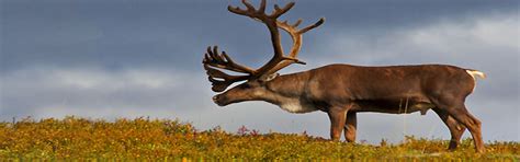 Alaska Tiere Tierwelt - Karibu Caribou Ren Rentier Hirsch Rangifer tarandus