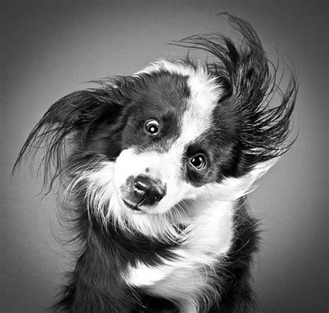 Portraits of Dogs as They Shake Off Water | Dog photography, Shutter ...