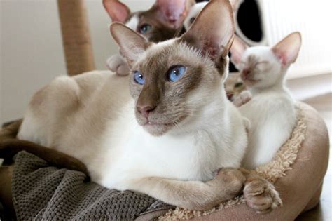 Siamese Cat Facts