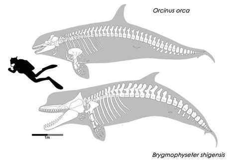 Pin by Rostislav Melnyk on Ice Age | Whale, Orca, Animals