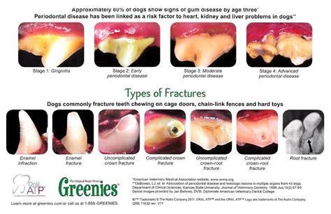 What Does Gingivitis Look Like In Dogs