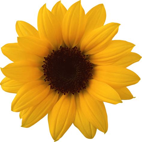 Aesthetic Sunflower Transparent Background PNG