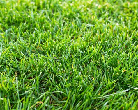 What is Tall Fescue Grass | Lawn Advice | Yates Australia