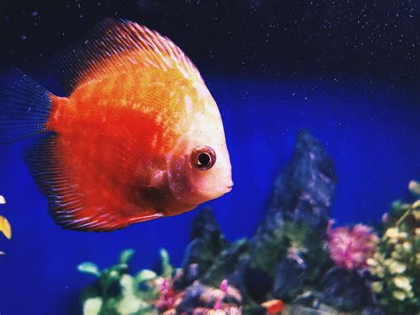 Tropical Fish For Beginners - Pond Guides | Pond Planet