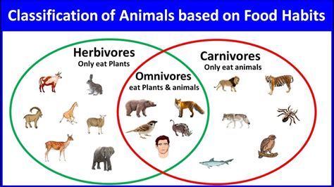 classification of animals based on their food habits |Animals and their ...