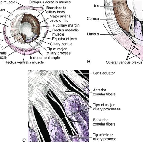 Schema of zonular fibers. | Download Scientific Diagram