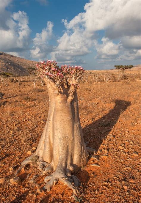 Desert Rose Tree, Socotra Island, Yemen Stock Image - Image of trunk ...