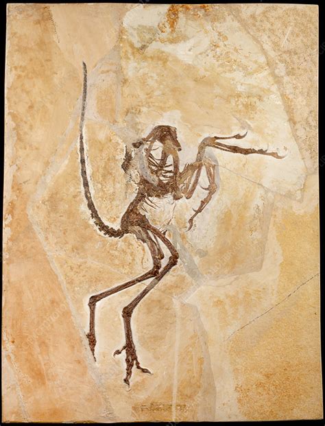 Archaeopteryx fossil - Stock Image - C045/9457 - Science Photo Library