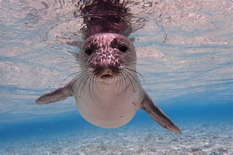 anim2600 | Hawaiian monk seal, Endangered sea animals, Monk seal