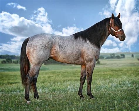 Stunning red roan | Horses, Aqha horses, Quarter horse