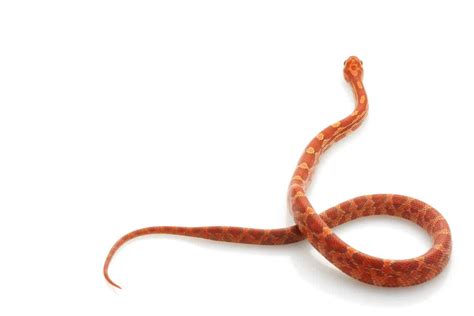 Corn Snake Morphs: The Complete List - A-Z Animals