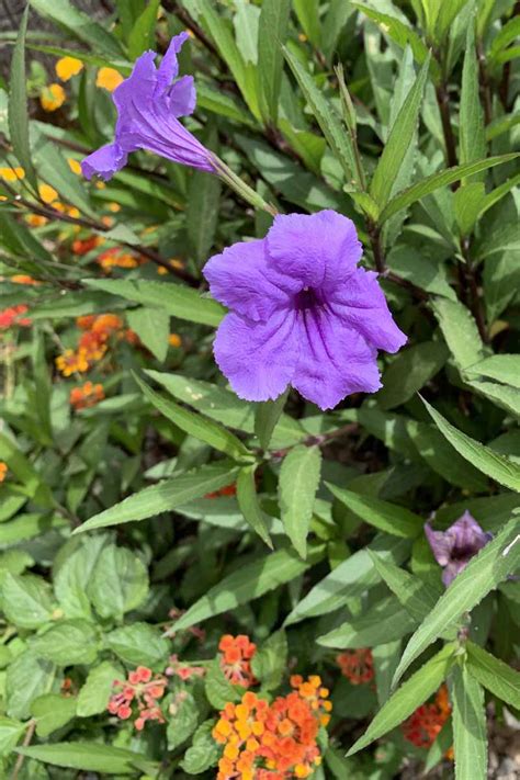 How to Grow and Care for Mexican Petunias (Ruellia Simplex)