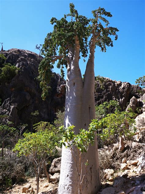 Cucumber Tree (Dendrosicyos socotranus), Socotra | Socotra, Yemen, Flickr