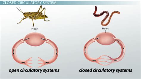 Closed Circulatory System: Definition & Advantage - Lesson | Study.com